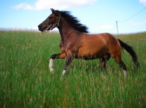 koń-łąka