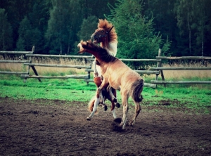 konie-dynamicznie-