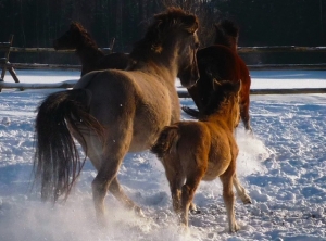 konie-zima